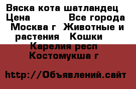 Вяска кота шатландец › Цена ­ 1 000 - Все города, Москва г. Животные и растения » Кошки   . Карелия респ.,Костомукша г.